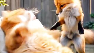 Cat vs fox fight