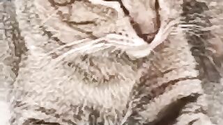 cute cat meow