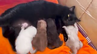 Mom Black Cat & Kids