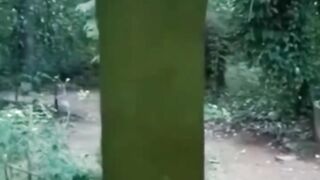 Elephant Attack to Dog