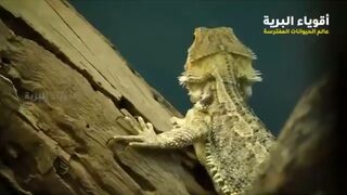 The world of predators