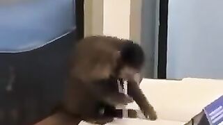 Monkey breaks into Olympic stadium