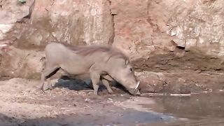 Pig Vs Crocodile