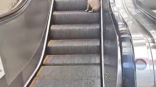 Dog discovers escalators