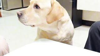 Funny dog