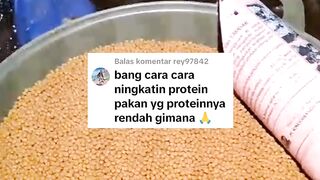 Cara meningkatkan protein pada pakan yang protein nya rendah, bagaimana❓