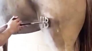 The Shocking Truth About Horse Branding!