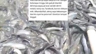 Cerita inspiratif tentang pemasaran ikan lele, semoga bisa memotivasi