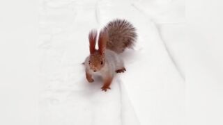 Fluffy baby
