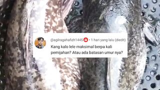 Induk lele bisa dipijahkan berapa kali, ada batasan nya gak