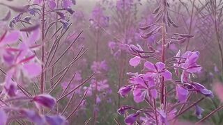A foggy morning in the field of Ivan tea