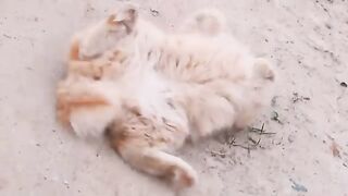 Domestic cats on the hunt