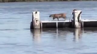 The lynx’s impressive jumping ability…