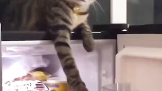 القطط يمكن أن تكون حيوانات أليفة رائعة في المنزل! فهي