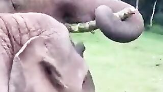 فيل طلب الطعام من امه