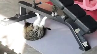 The jock cat