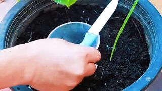 Growing pear very easy to get fruitful #meijinggar