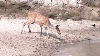 Deer Vs Dangerous Crocodile