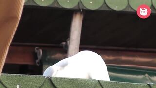 Laughing Animals Compilation
