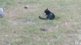 Cat & Armadillo
