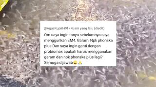 Probiomax itu sudah siap pakai, gak perlu garam, NPK Phonska, atau molase lagi