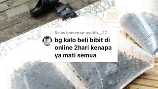 Ini alasan kenapa saya tidak jual bibit lele secara ONLINE