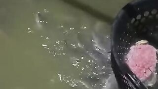 Pakan laternatif SOSIS Reject, rakusnya ikan lele gak ada lawan