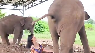 ambil tai gajah