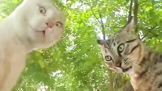 kucing berantem