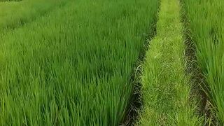 Lihat pemandangan persawahan alami