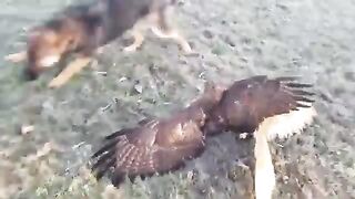 Dog Vs Owl