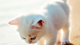 A_touching_story_of_a_cat_caring_for_a_baby_washed_up_in_the_sea(480p).mp4