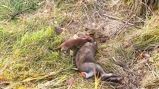 Stoat Kills a Rabbit