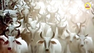 100% नौकरी की गारंटी