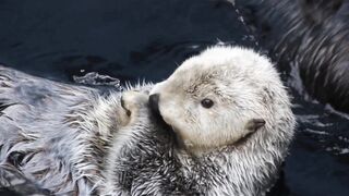 Amazing Animal Videos | Wildlife, Pets & Nature Moments"
