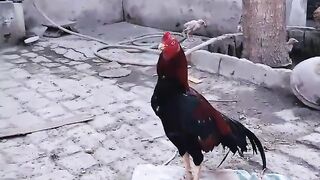 Beauty and beautiful rooster