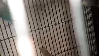 Cage steel