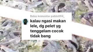 Kalau ngasih makan lele dengan pelet tenggelam cocok atau tidak❓