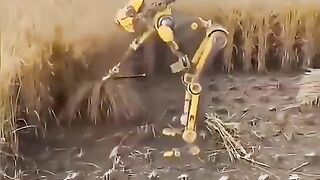 حصاد الرز