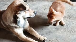 LOL, When You Have A NaugHty FFriend! Funny Cats & Dogs Videos