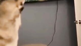 Funniest Dog and Cat Videos You'll Ever See #funny #funnycatanddog