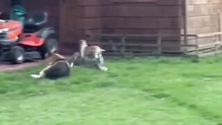 Funny animals 2025???? - Funniest Cats and Dogs Video????????201 #shorts