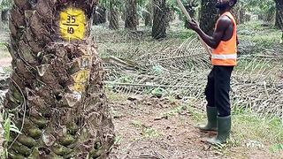 Palm Lord