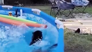 Funny Pets | 2025???? Funny Dogs And Funny Cats Videos ???? ???? ????