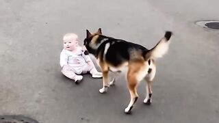 “Family’s Guardian Angel Dog”#dog #pets #shorts “ Video Content Intended for Adults”
