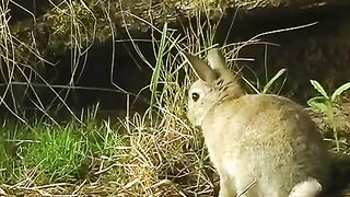 Little Stoat Vs Big Rabbit