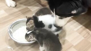 Dog save the cat