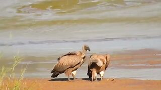 African Big Birds