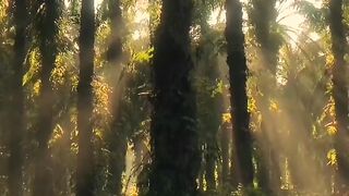 Relaxing Music