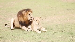 Beauty & Lions